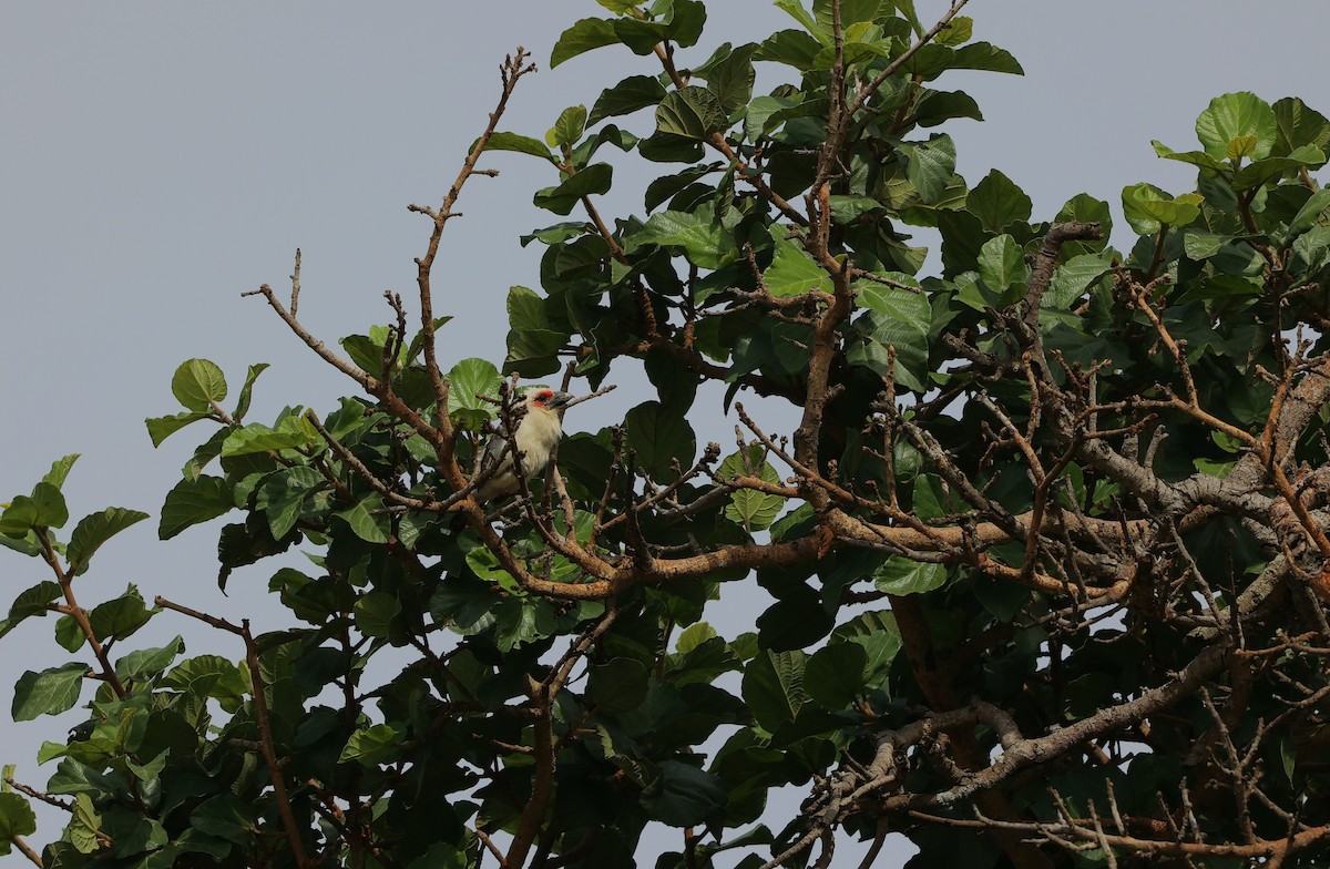 キバネゴシキドリ - ML645984963