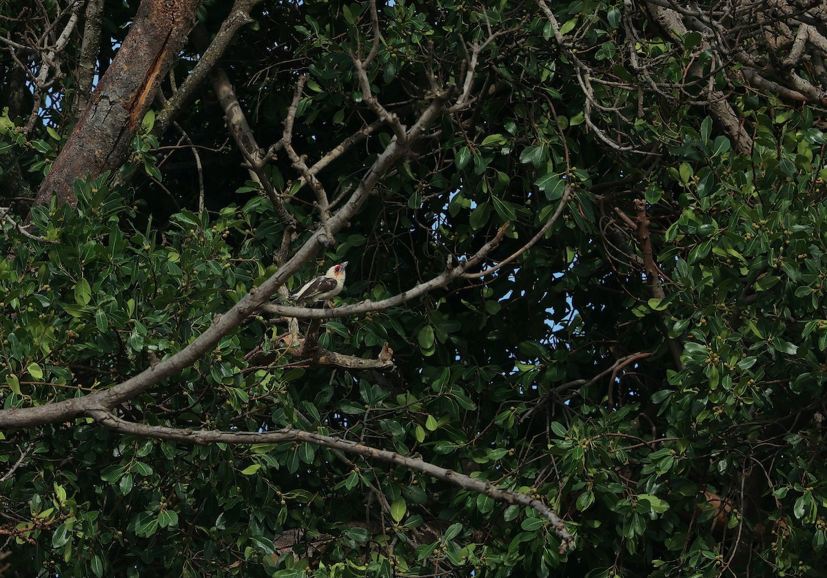 キバネゴシキドリ - ML645984964