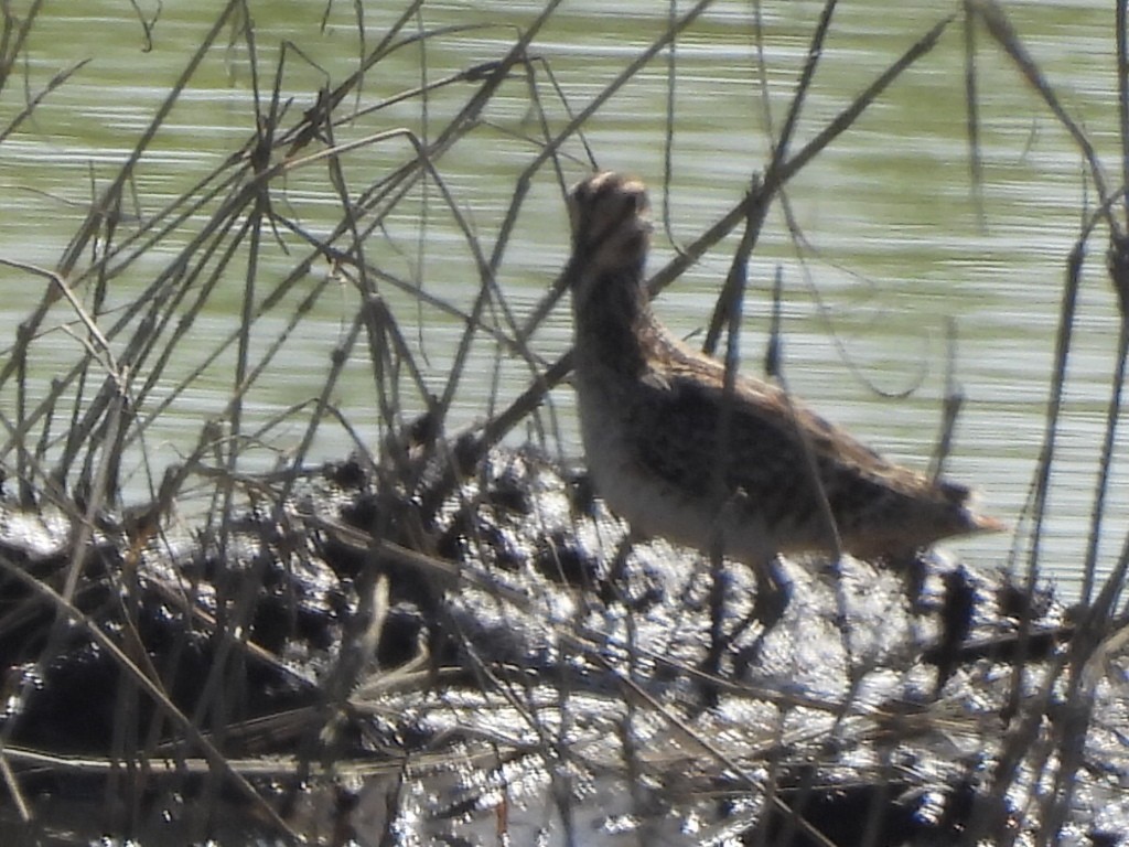 タシギ - ML645984965