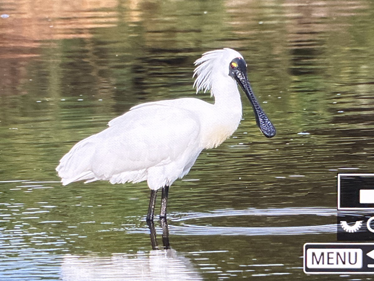 オーストラリアヘラサギ - ML645984966