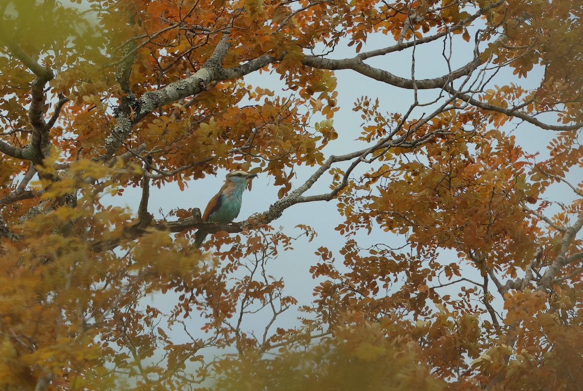 ラケットニシブッポウソウ - ML645984967