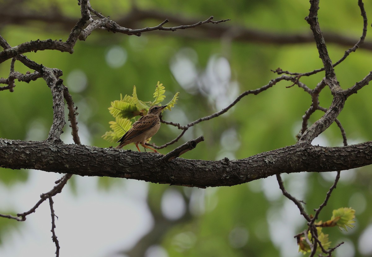アンゴラタヒバリ - ML645984968