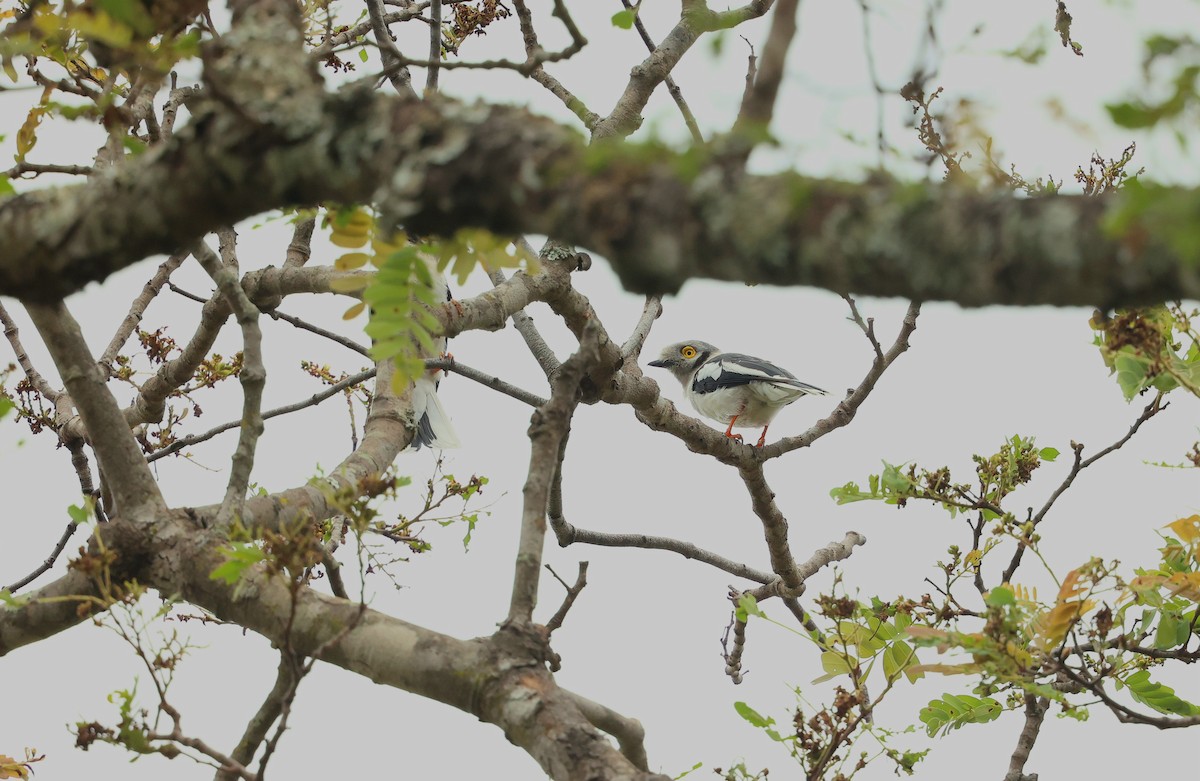 エボシメガネモズ - ML645984969