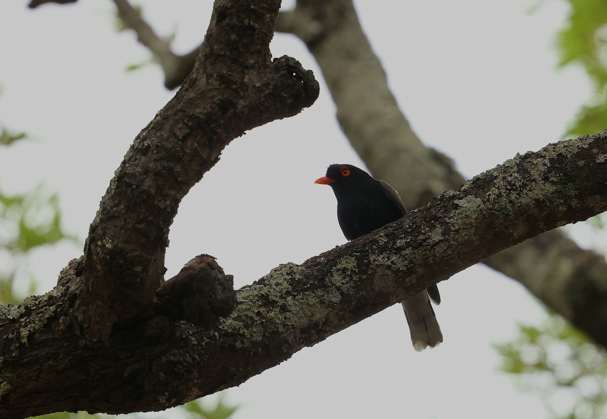 アカメメガネモズ - ML645984970