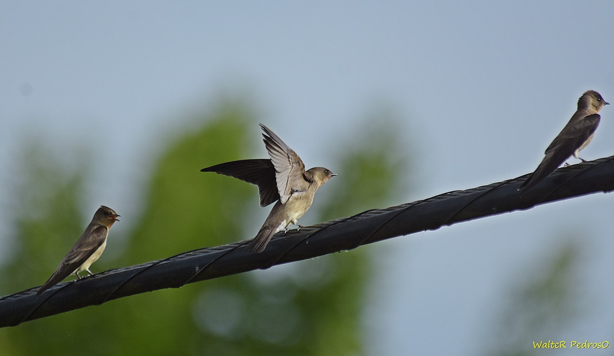 オビナシショウドウツバメ - ML645984971