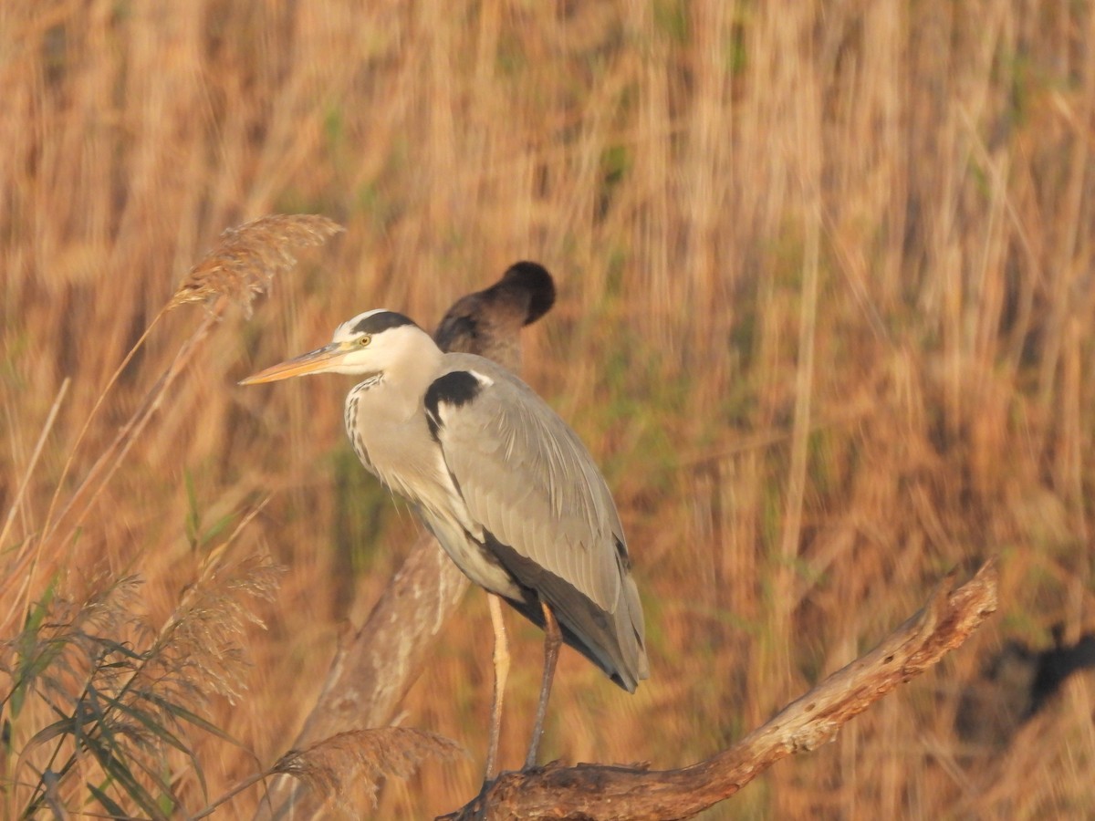 アオサギ - ML645984972