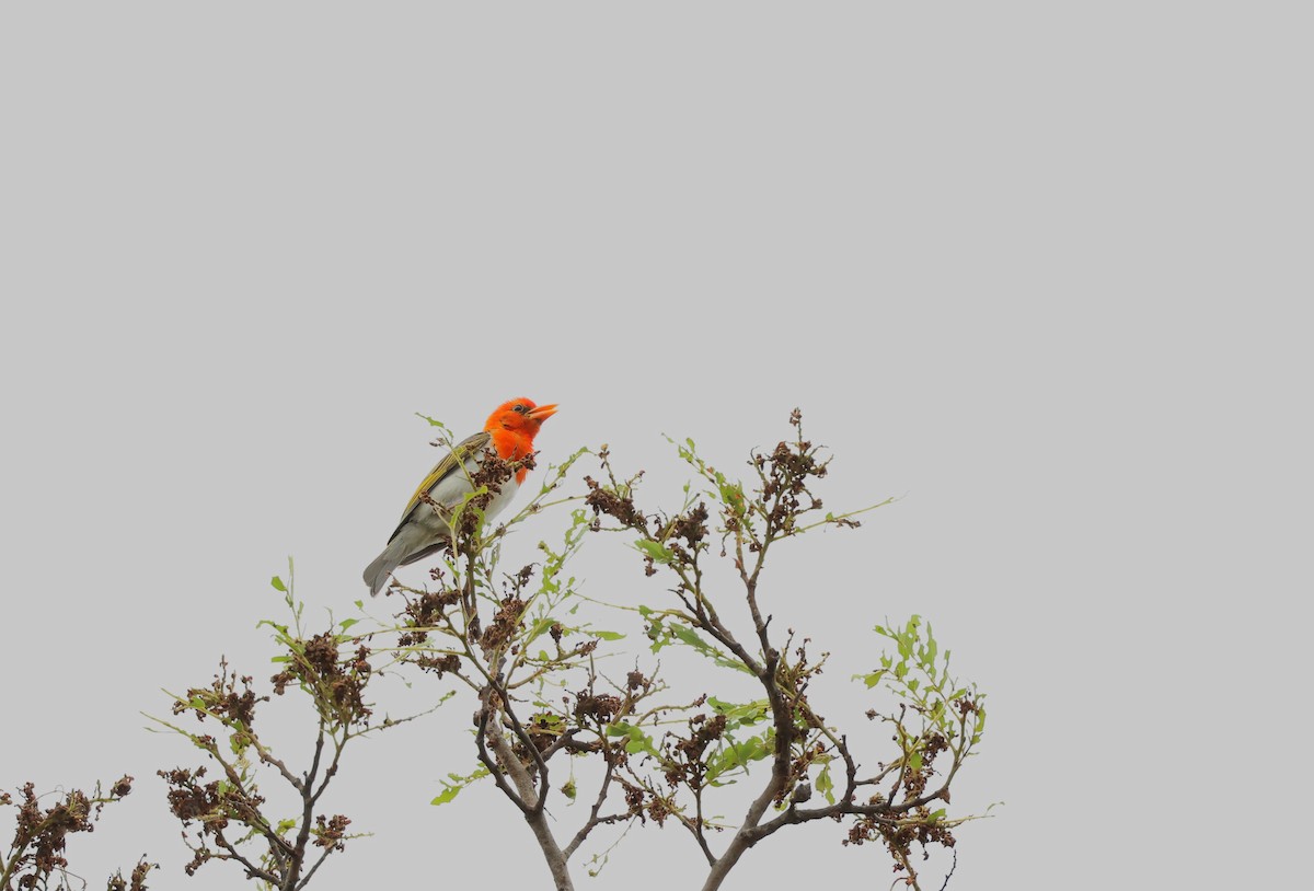 アカガシラモリハタオリ - ML645984973