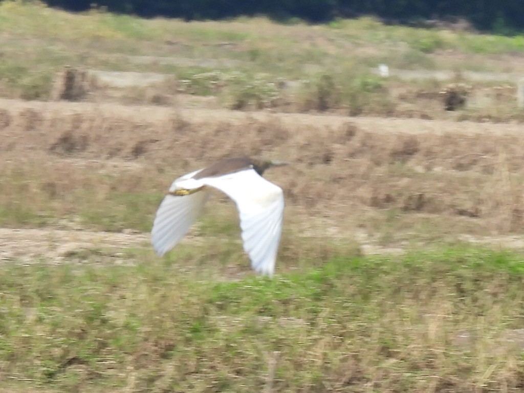 アカガシラサギ - ML645984974