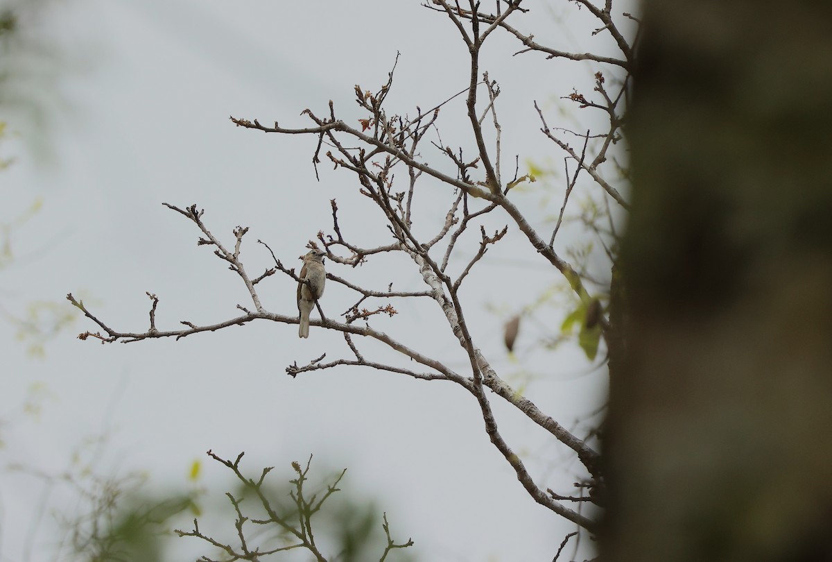 ヒガシオリーブヒメミツオシエ - ML645984975