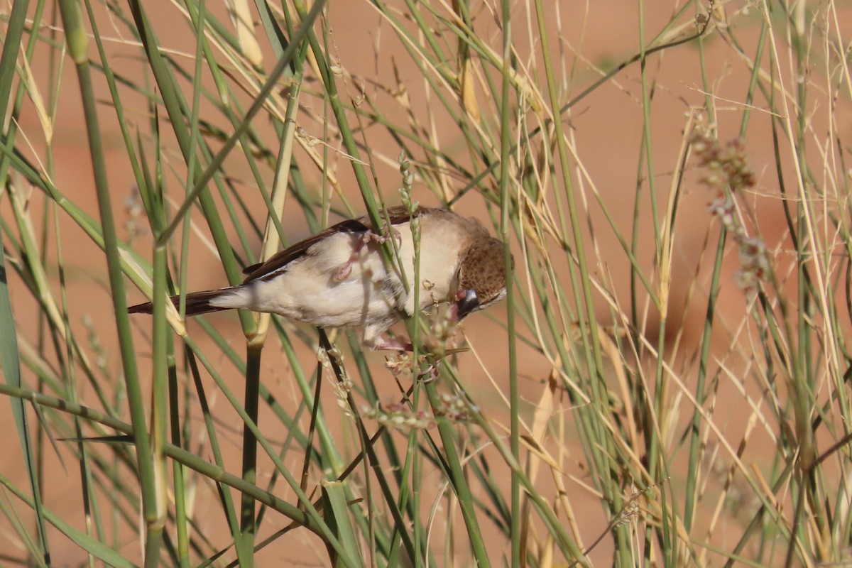 ギンバシ - ML645984976