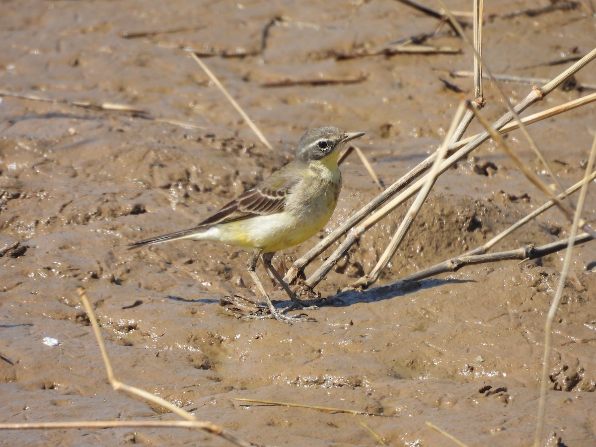 ツメナガセキレイ - ML645984978