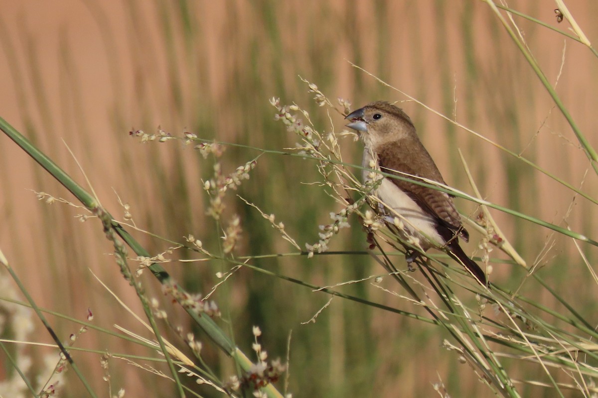 アフリカギンバシ - ML645984979