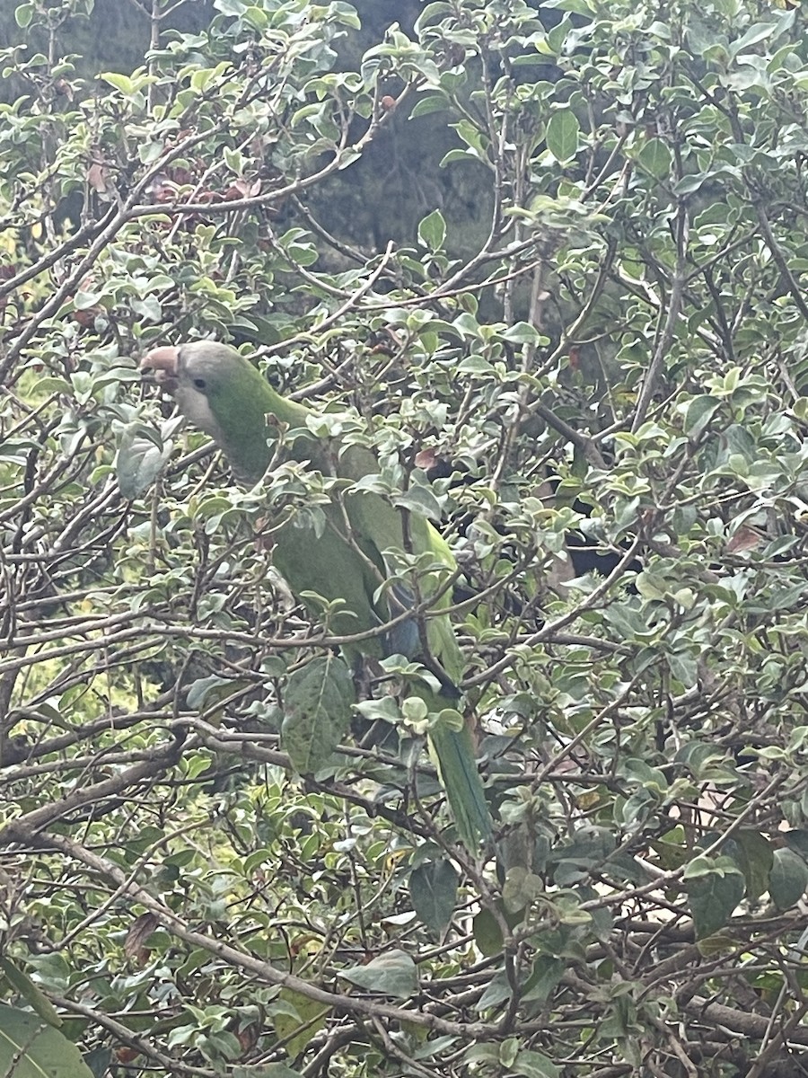 Калита сіроволий - ML645984980