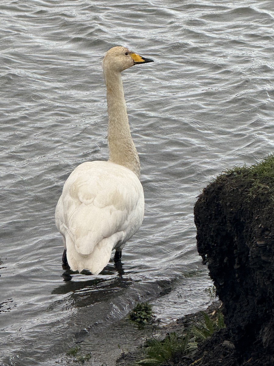 labuť zpěvná - ML645984981