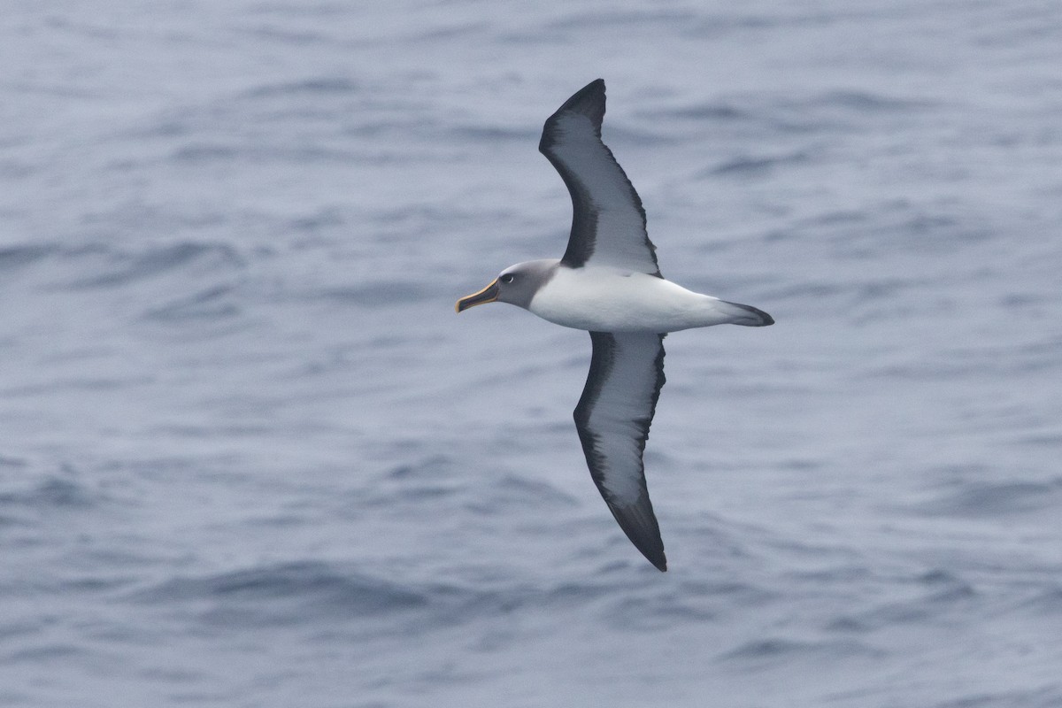 Buller's Albatross - ML645984986