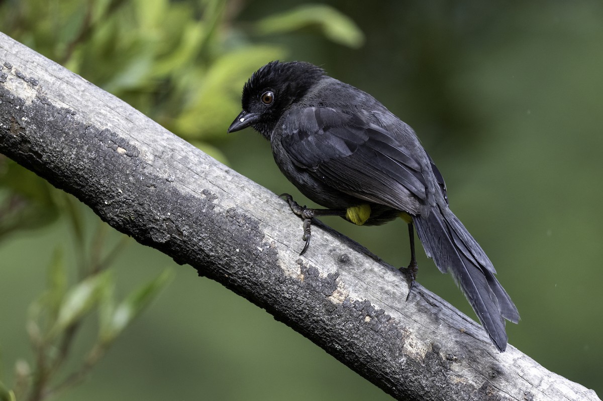 Yellow-thighed Brushfinch - ML645984988