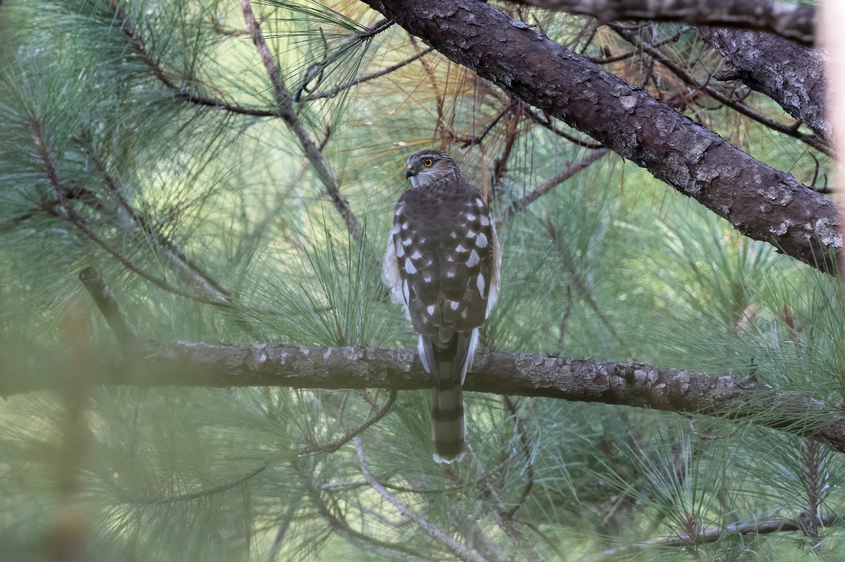Sharp-shinned Hawk - ML645984989