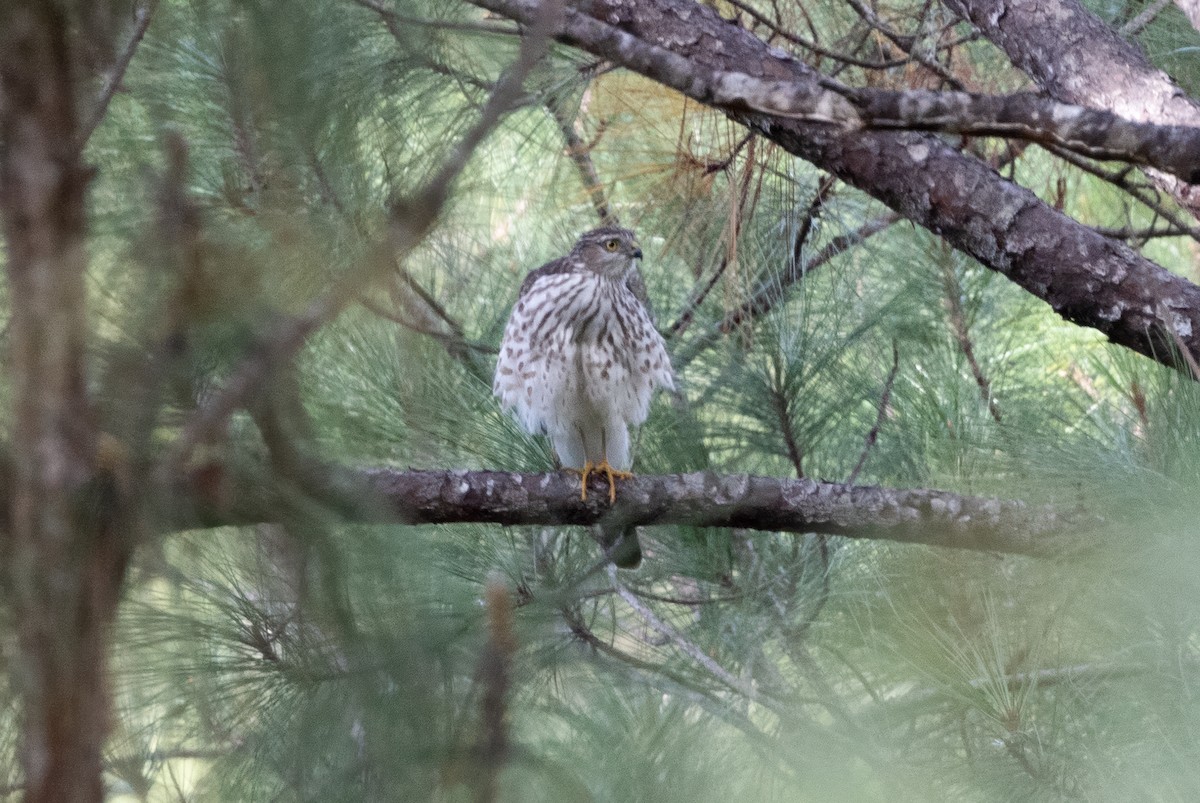 Sharp-shinned Hawk - ML645984990
