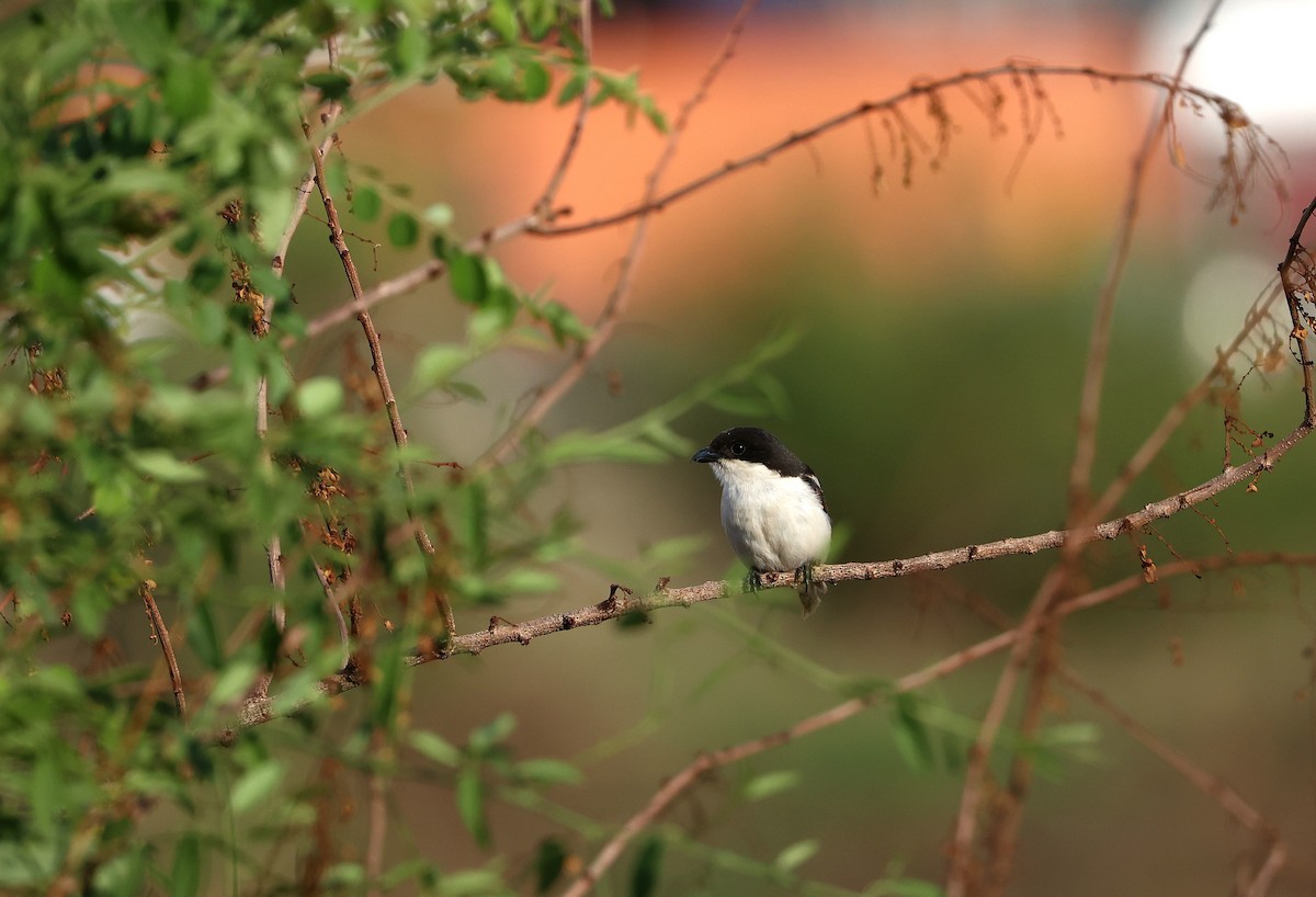 Northern Fiscal - ML645984991