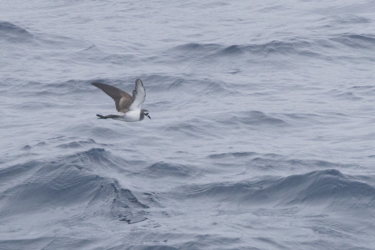 fregattstormsvale - ML645984992