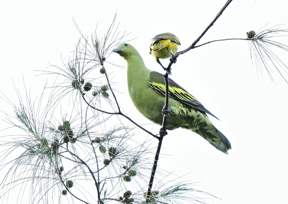 Colombar des Andaman - ML645984993