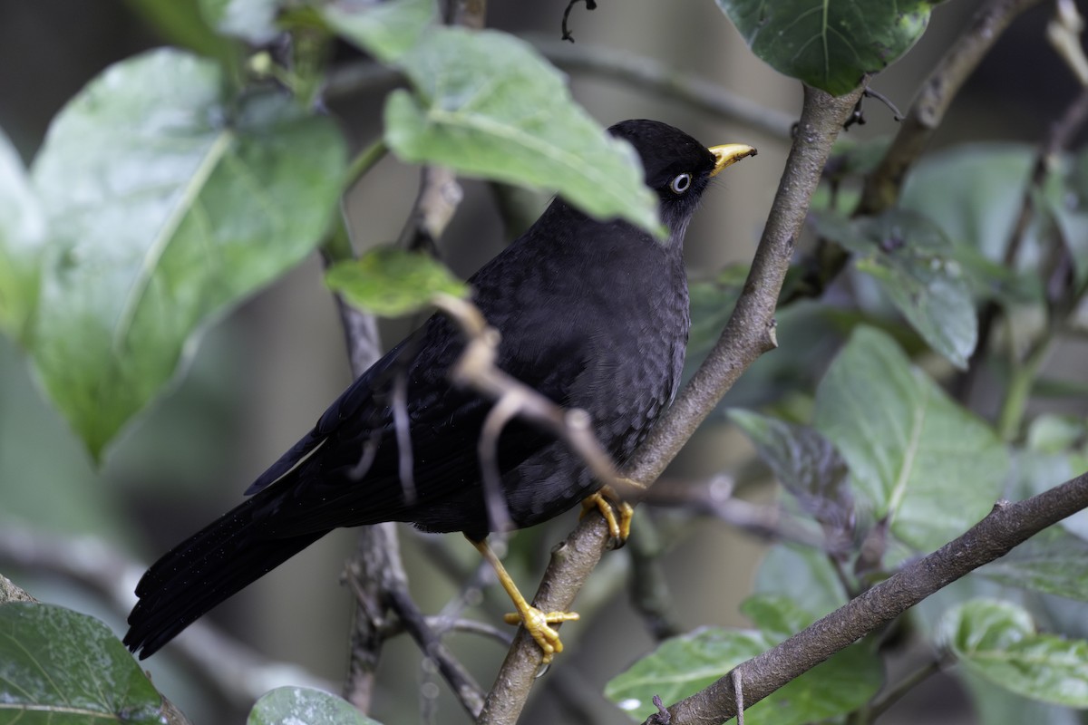 Sooty Thrush - ML645984995