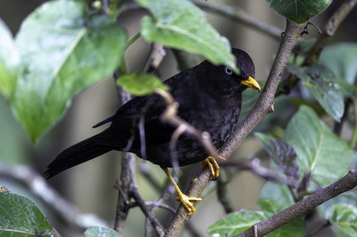Sooty Thrush - ML645984996