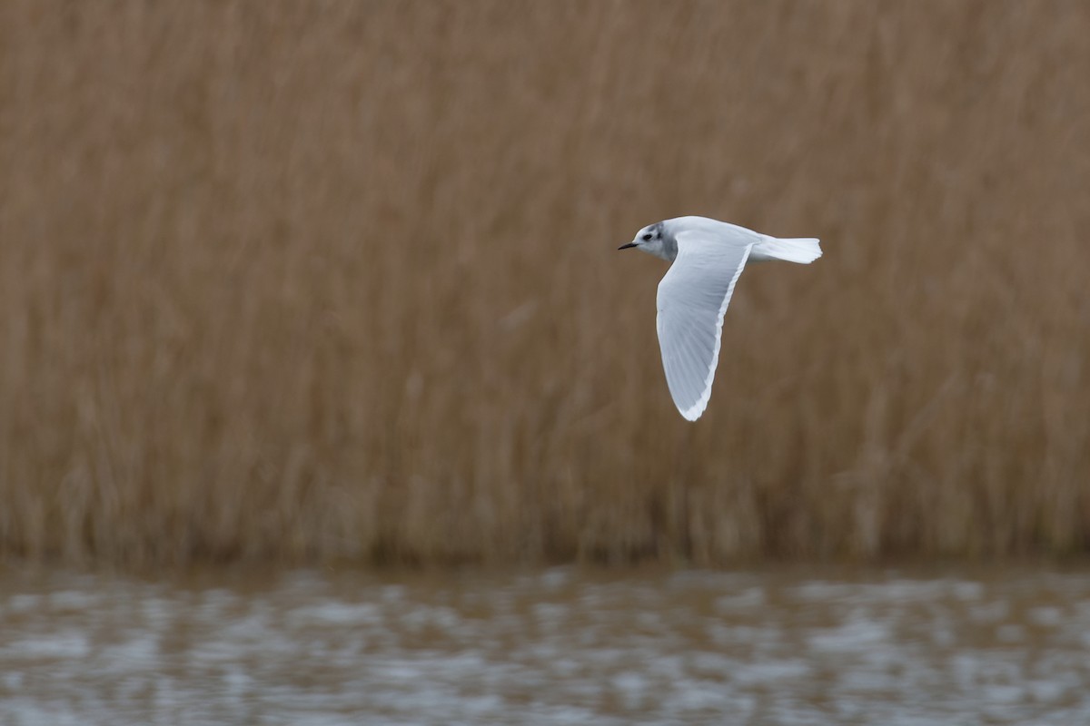 Little Gull - ML645984998