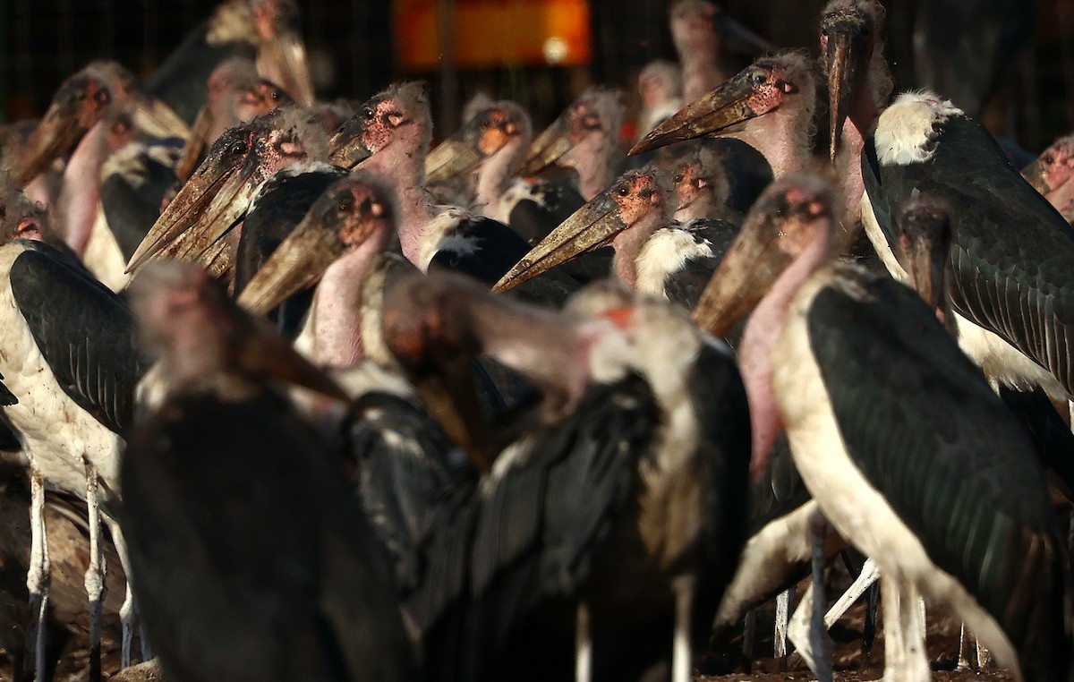 Marabou Stork - ML645985000