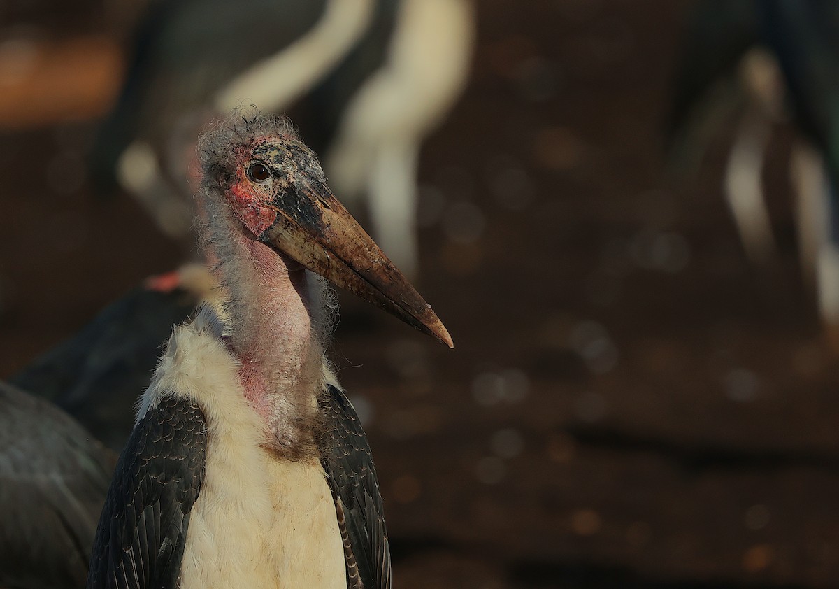 Marabou Stork - ML645985001