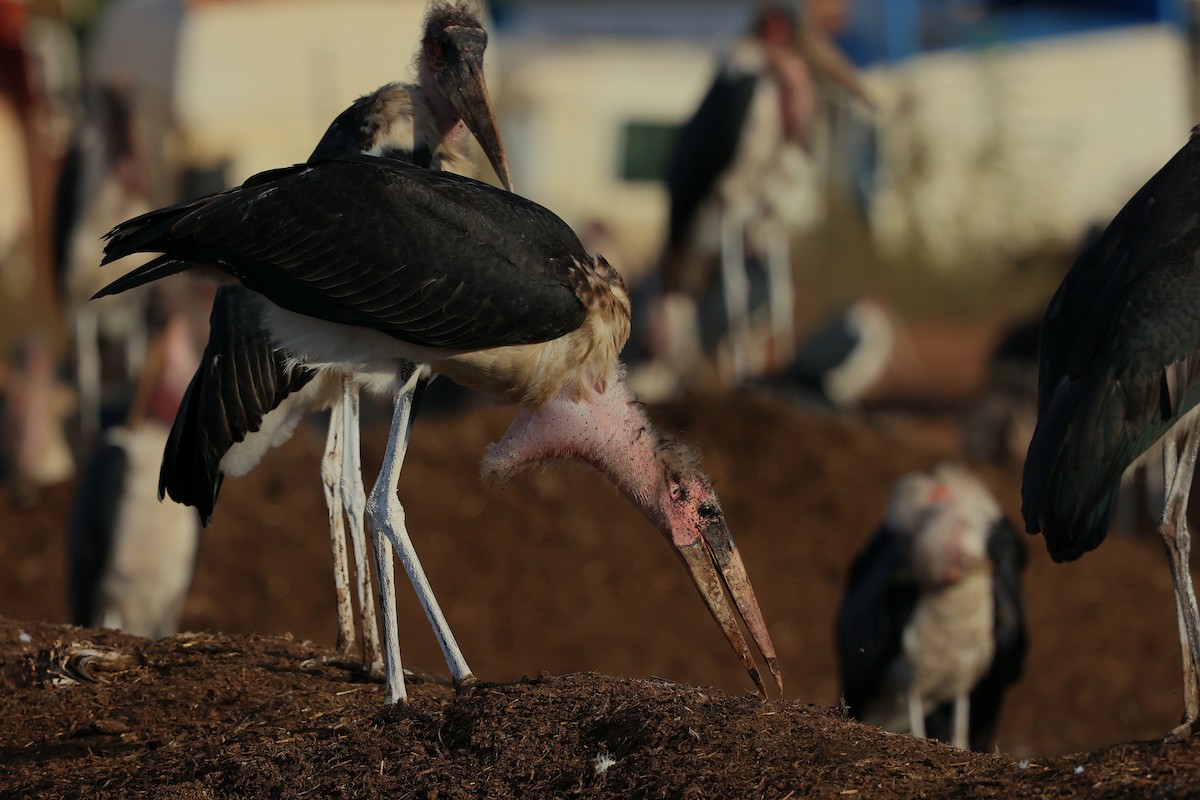 Marabou Stork - ML645985002