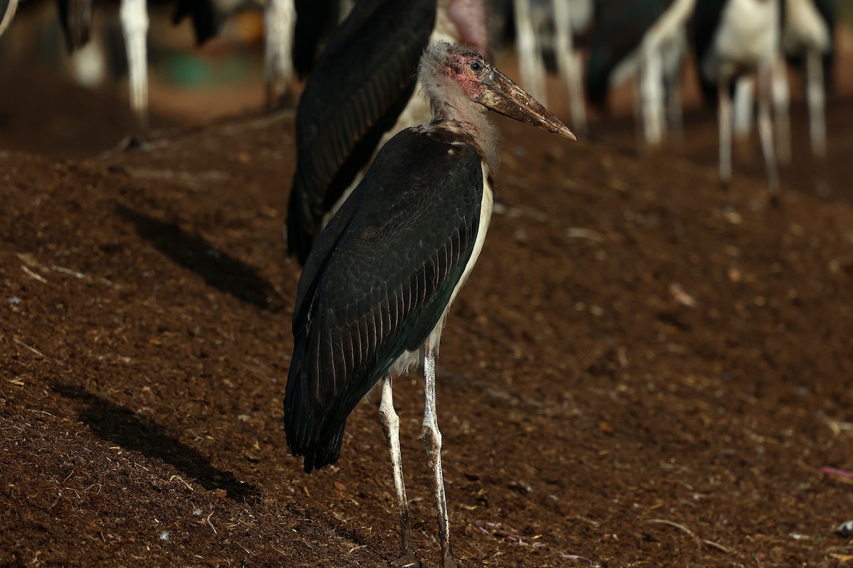 Marabou Stork - ML645985003