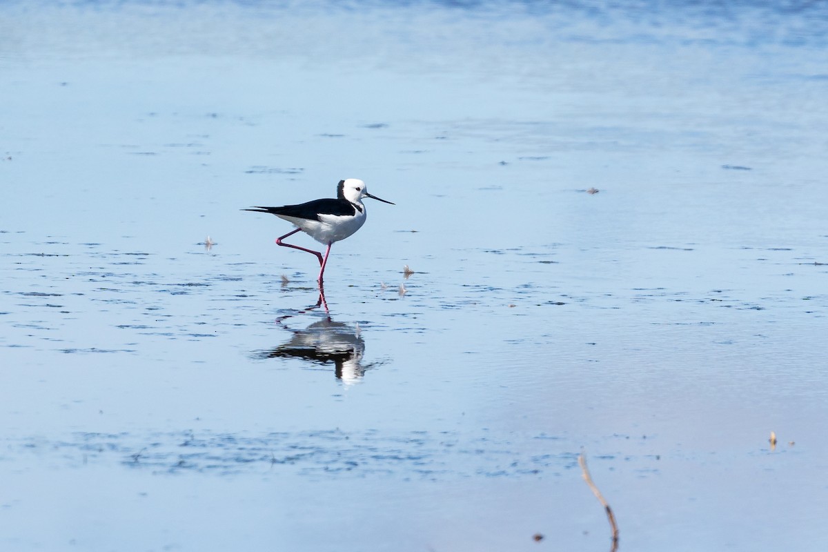 Pied Stilt - ML645985004