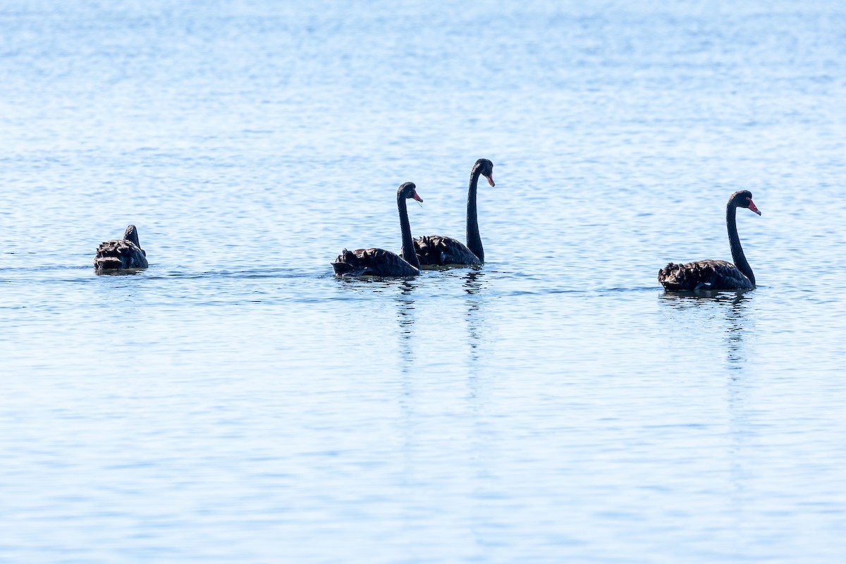 Black Swan - ML645985006