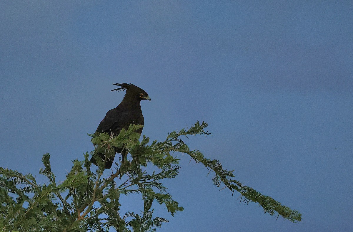 Long-crested Eagle - ML645985009