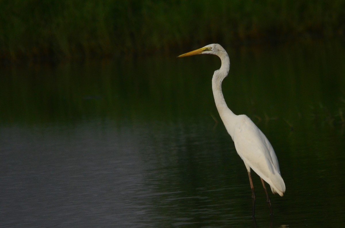 Great Egret - ML64598501