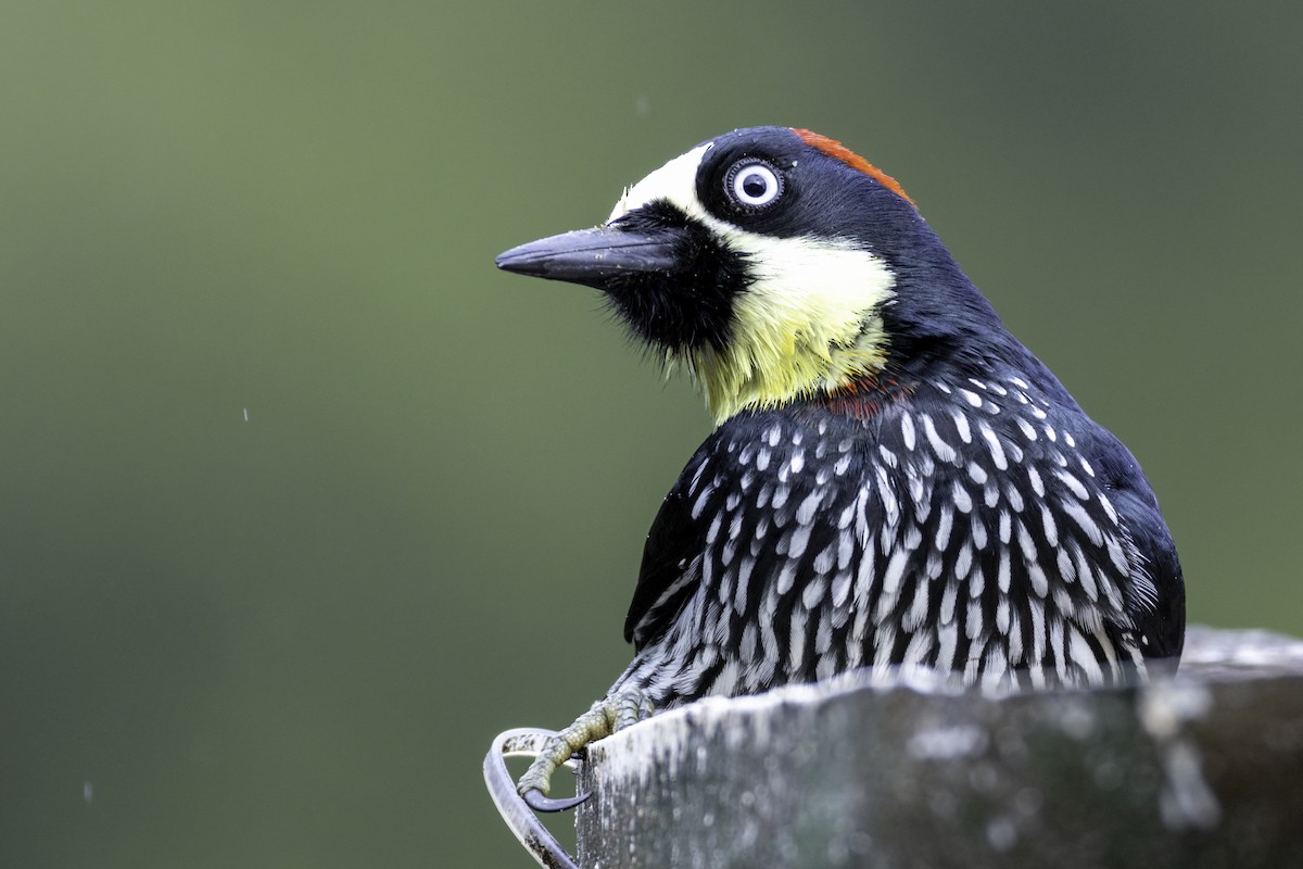 Acorn Woodpecker - ML645985011