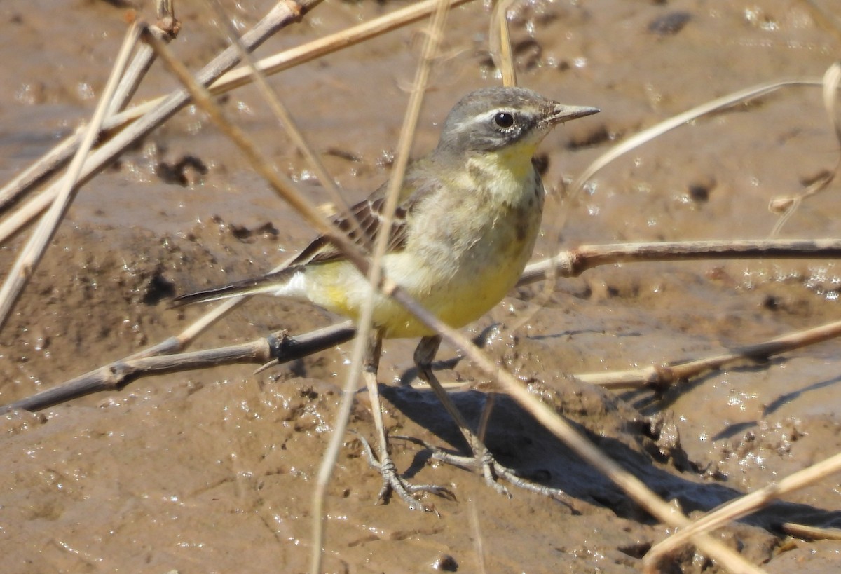 Eastern Yellow Wagtail - ML645985012
