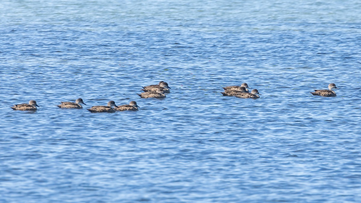 Gray Teal - ML645985013