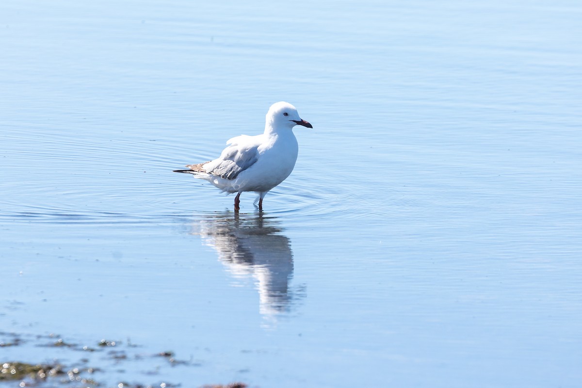 Silver Gull - ML645985014