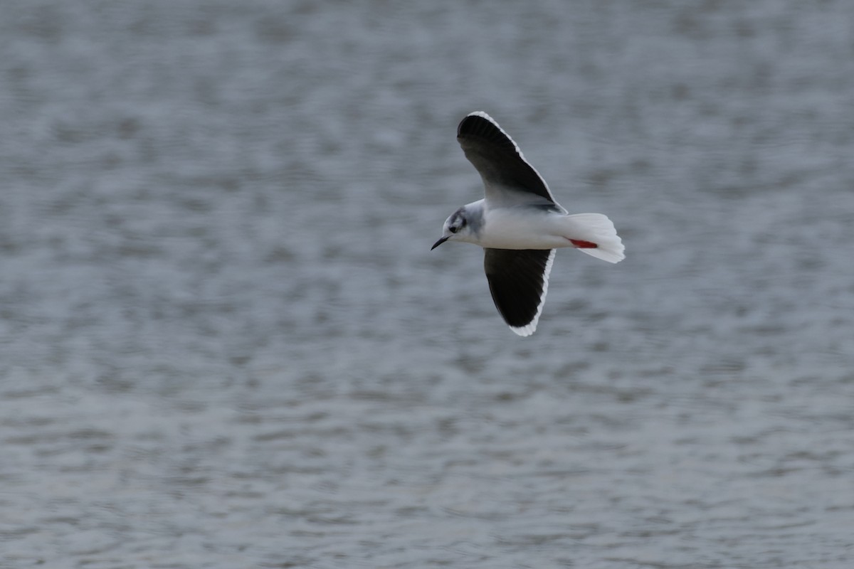 Little Gull - ML645985015