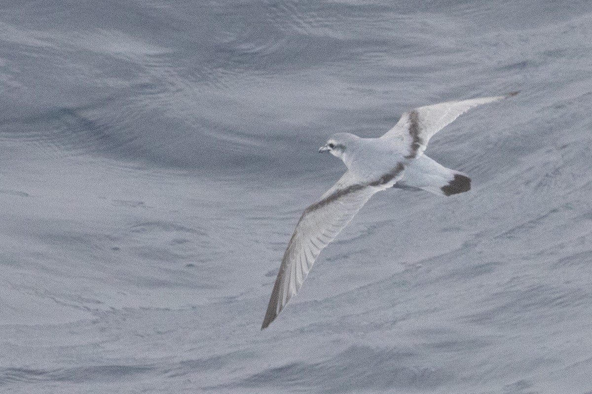 Fairy Prion - ML645985016