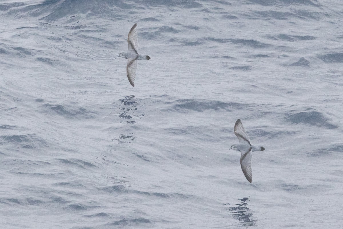 Fairy Prion - ML645985018