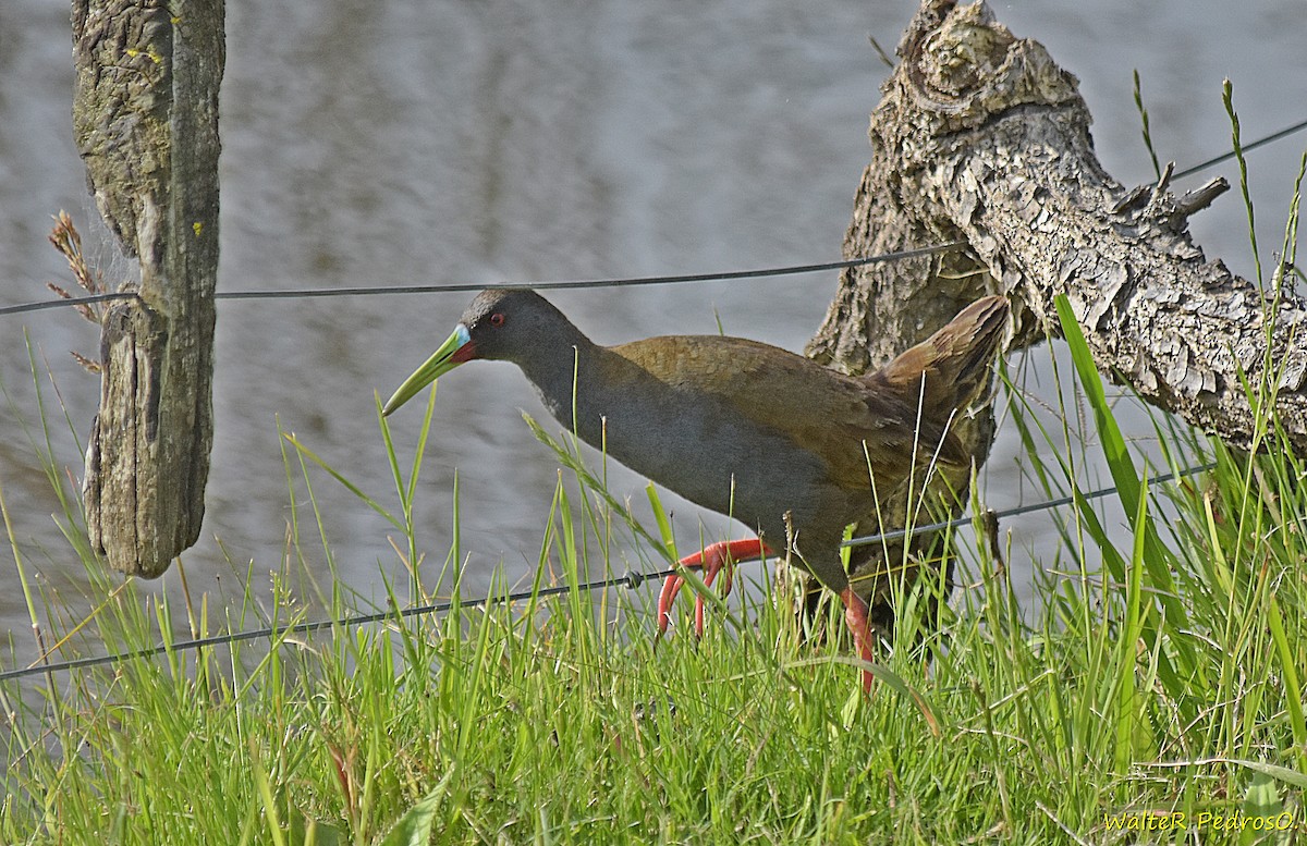 Plumbeous Rail - ML645985020
