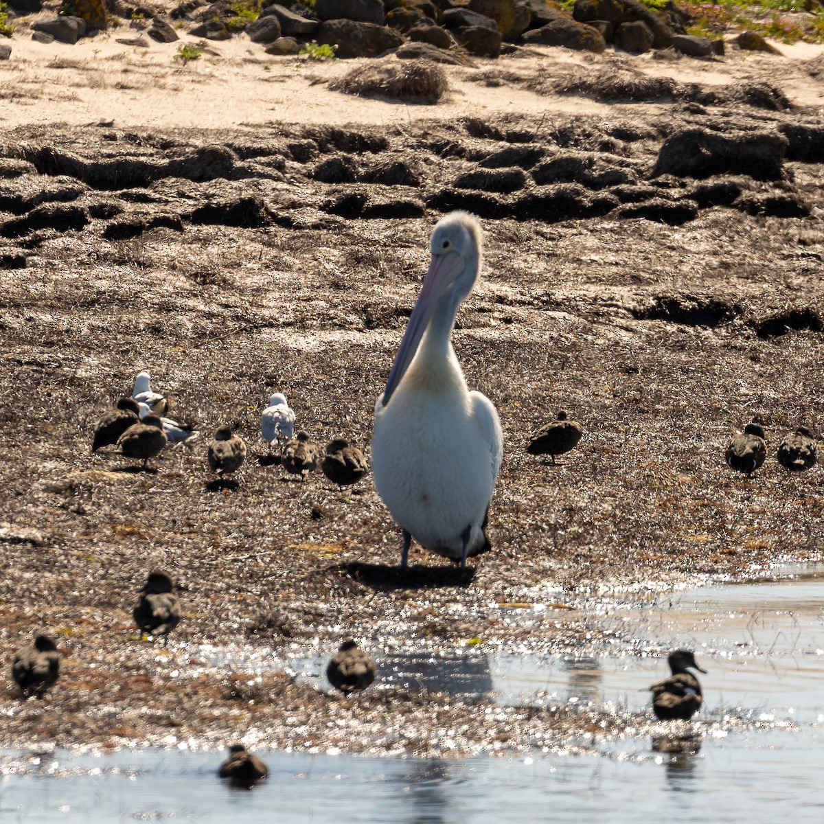 Australian Pelican - ML645985021