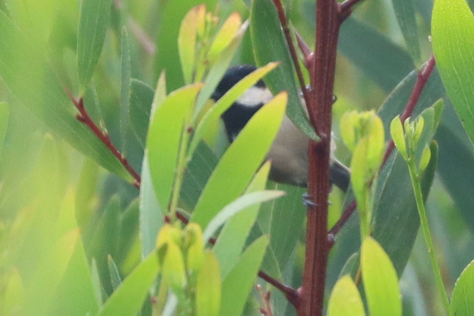 Coal Tit - ML645985022