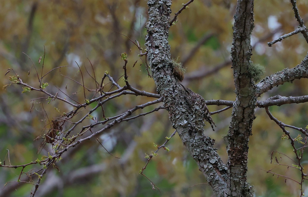 African Spotted Creeper - ML645985024