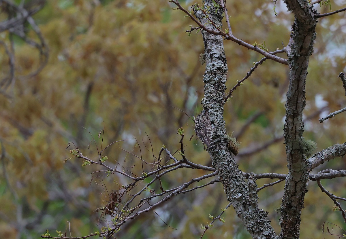 African Spotted Creeper - ML645985025