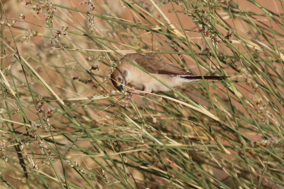 Capuchino Picoplata Indio - ML645985026