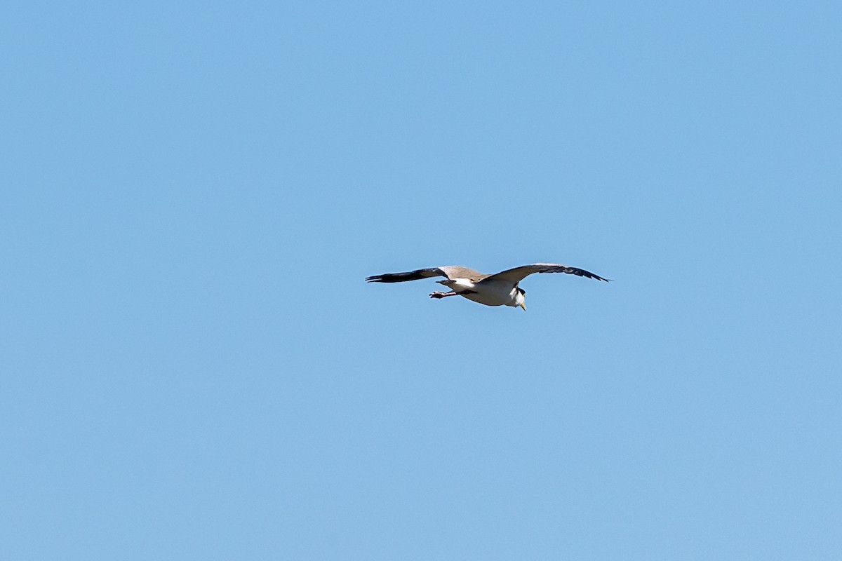 Avefría Militar (Sureña) - ML645985027